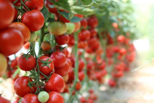 tomatoes garden vegetables