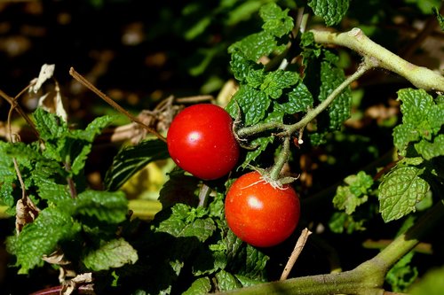 tomatoes  plants  red