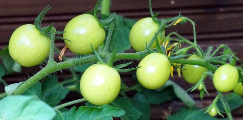tomatoes  immature  vegetables