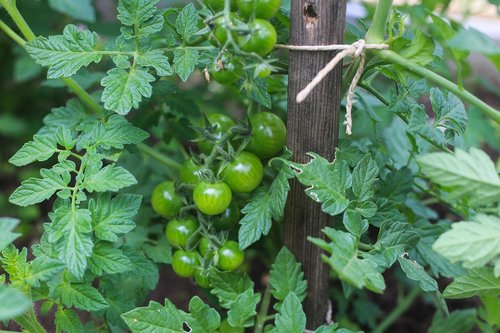 tomatoes  green  garden
