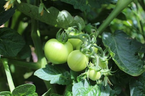 tomatoes  fried green tomatoes  vegetables