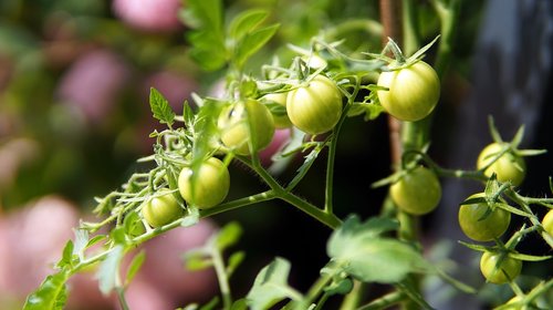 tomatoes  green  immature