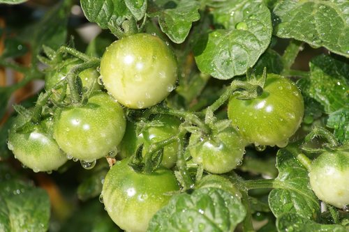 tomatoes  green  healthy