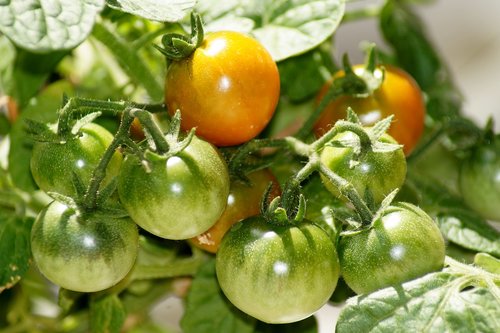 tomatoes  green  garden