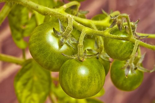 tomatoes  bush  vegetables