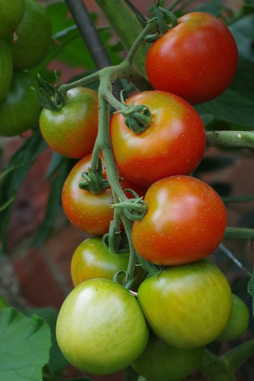 tomatoes  summer  red