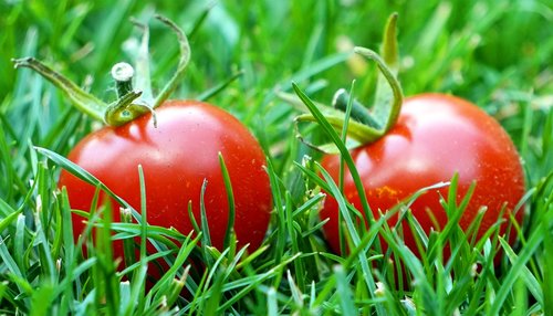 tomatoes  red  ripe