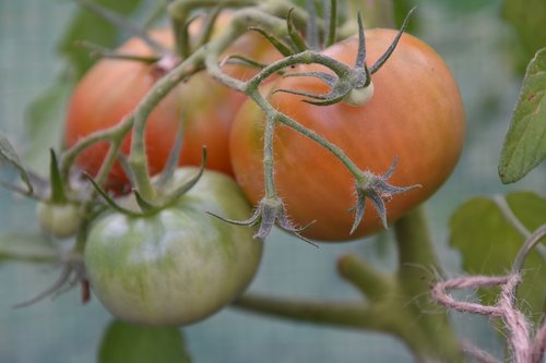 tomatoes  bush  cultivation