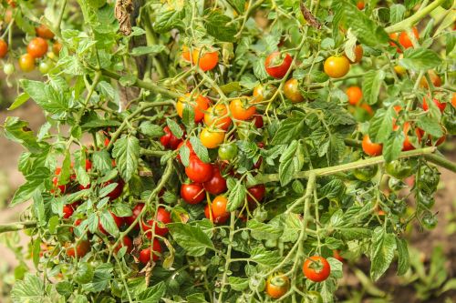 tomatoes food vegetables