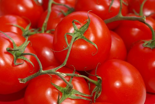 tomatoes  tomato branch  ripe tomato