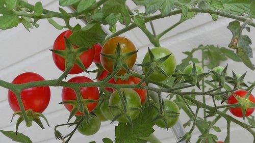 tomatoes  tomato  vegetables