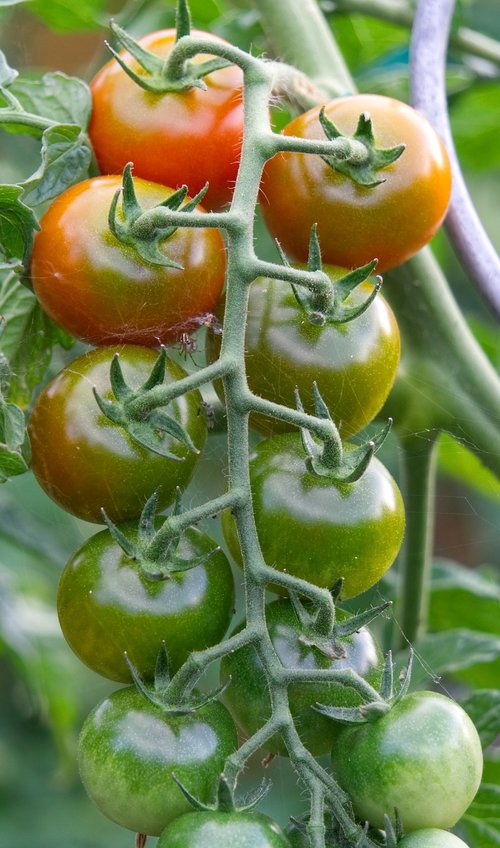 tomatoes  red  green