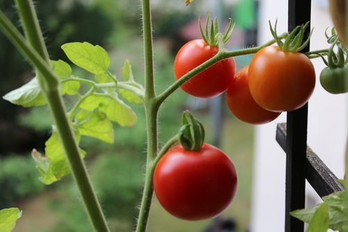 tomatoes  plant  balkin