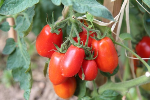 tomatoes  roma tomatoes  harvest