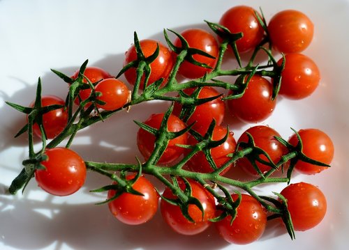 tomatoes  panicle  red