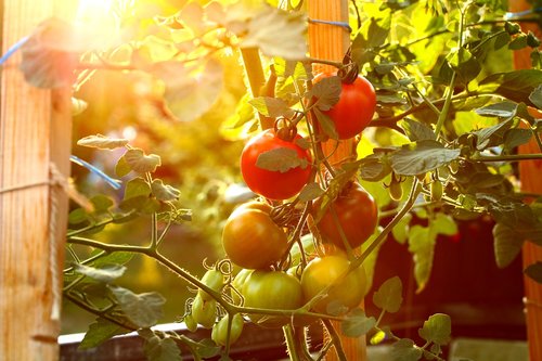 tomatoes  vegetables  cultivation
