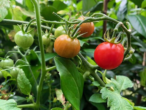 tomatoes  plant  red