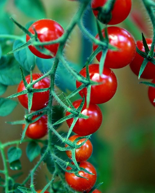 tomatoes  red  fresh