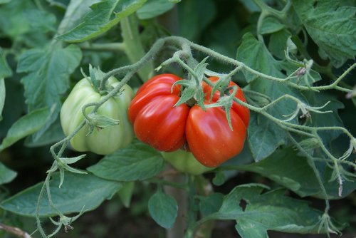 tomatoes  riesen  appetizing