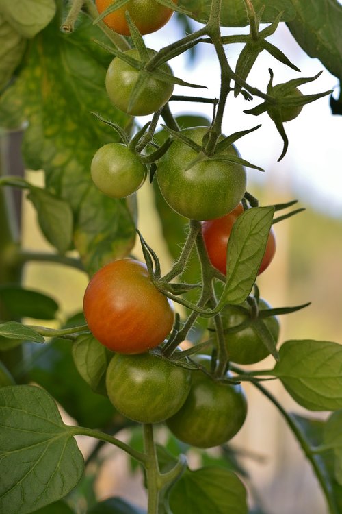 tomatoes  autumn  harvest