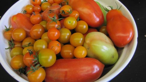 tomatoes summer harvest