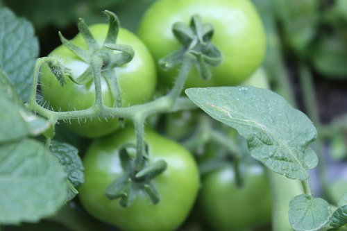 tomatoes  green  natural