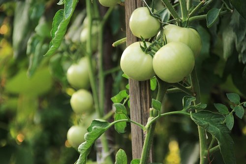 tomatoes  vegetables  garden