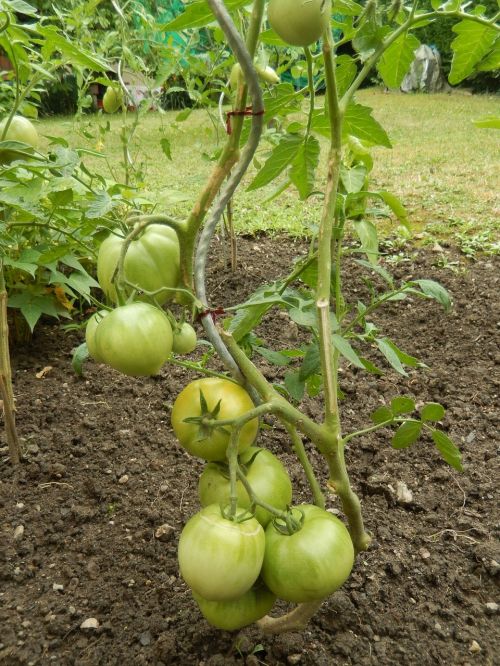 tomatoes garden food