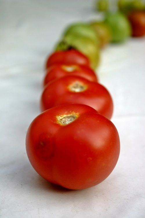 tomatoes vegetables red