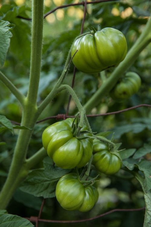 tomatoes vegetable healthy