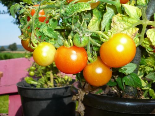 tomatoes red pot