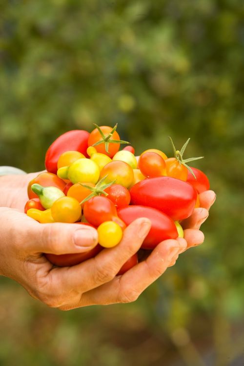 tomatoes handful ripe