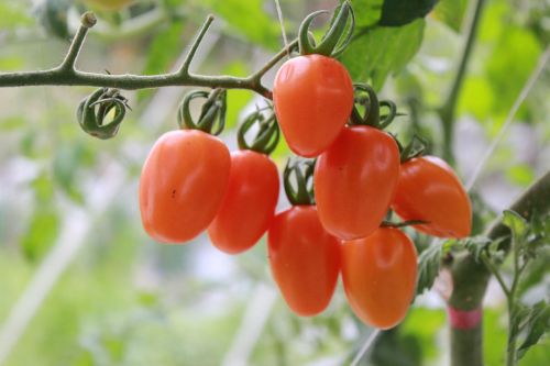 tomatoes food fresh