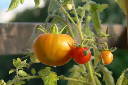 tomatoes red yellow