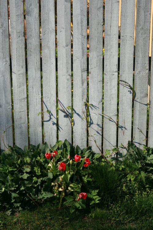 tomatoes fence vegetable
