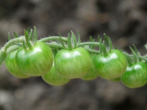 tomatoes immature green