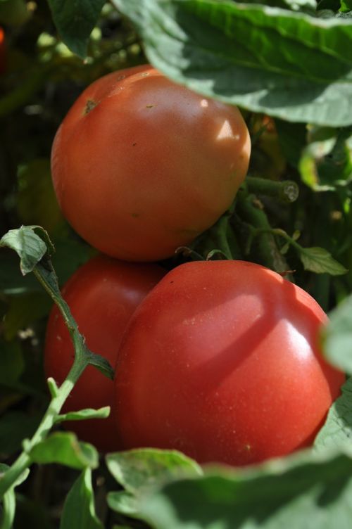 tomatoes garden ripe