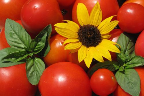 tomatoes sunflower basil