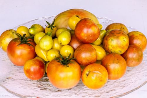 tomatoes harvest red