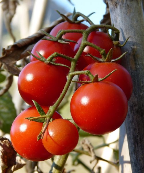 tomatoes vine tomatoes ecological