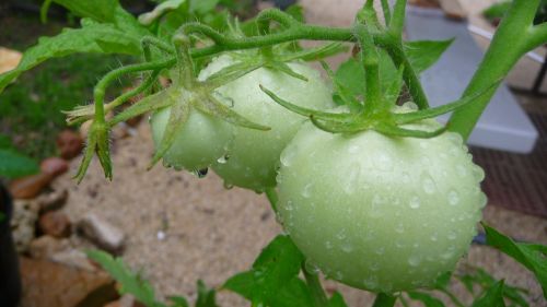 Tomatoes On The Vine 2