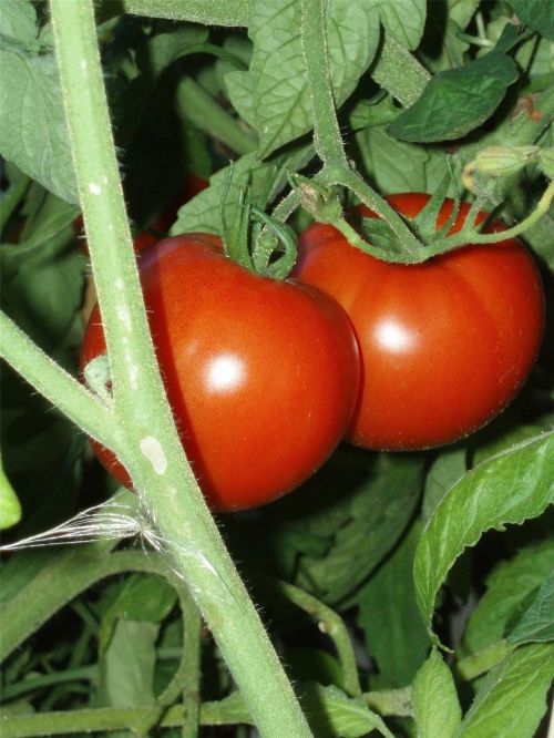 tomatoes on vine tomatoes garden