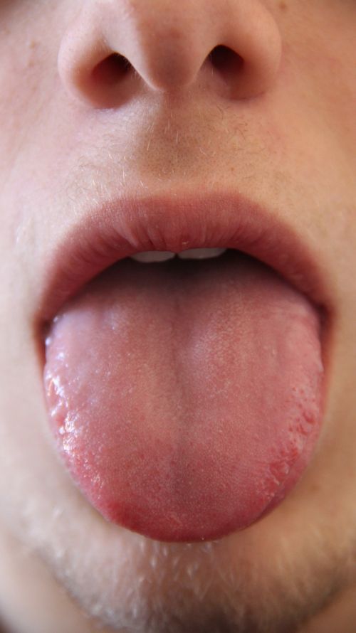 tongue mouth mammal