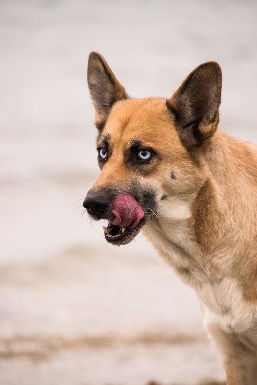 tongue  dog  animal