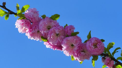 tonsil  flowers  spring