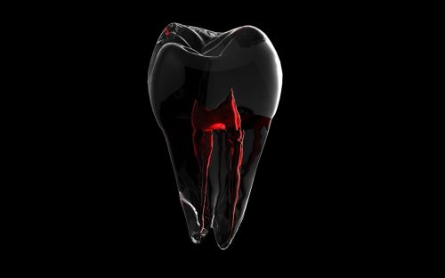 tooth 3d model root
