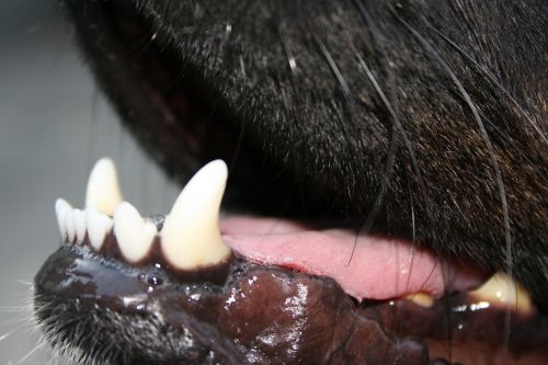 tooth dog animal