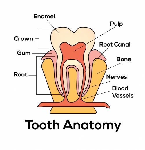 Tooth Description Background