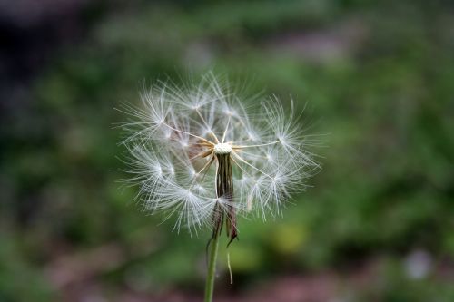 tooth lion flower nature