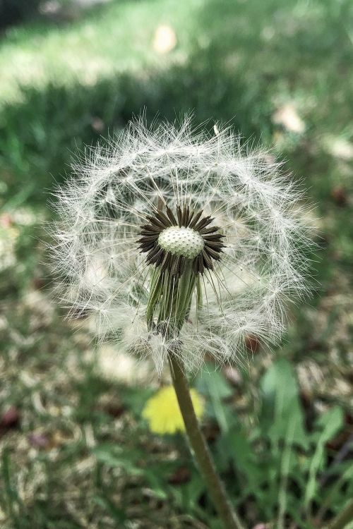 tooth lion spring wild flora